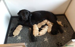 Labrador Retriever dogs for sale: 🐾 Black Labrador Puppy for Sale 🐾 - Image 7