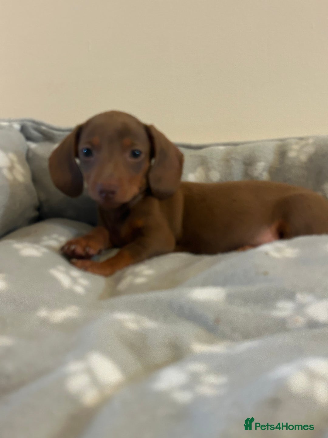 Miniature Dachshund dogs for sale: Miniature dachshunds  - Image 5