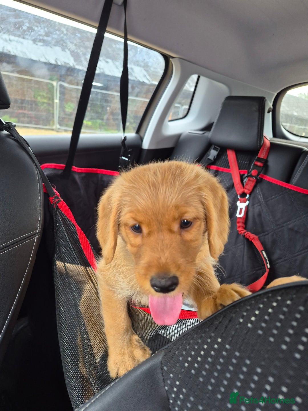 Labradoodle dogs for sale: Ready now gorgeous labradoodle puppies 3 boys - Image 2