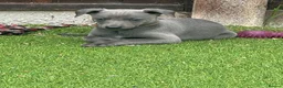 Whippet dogs for sale: Whippets  - Advert 18