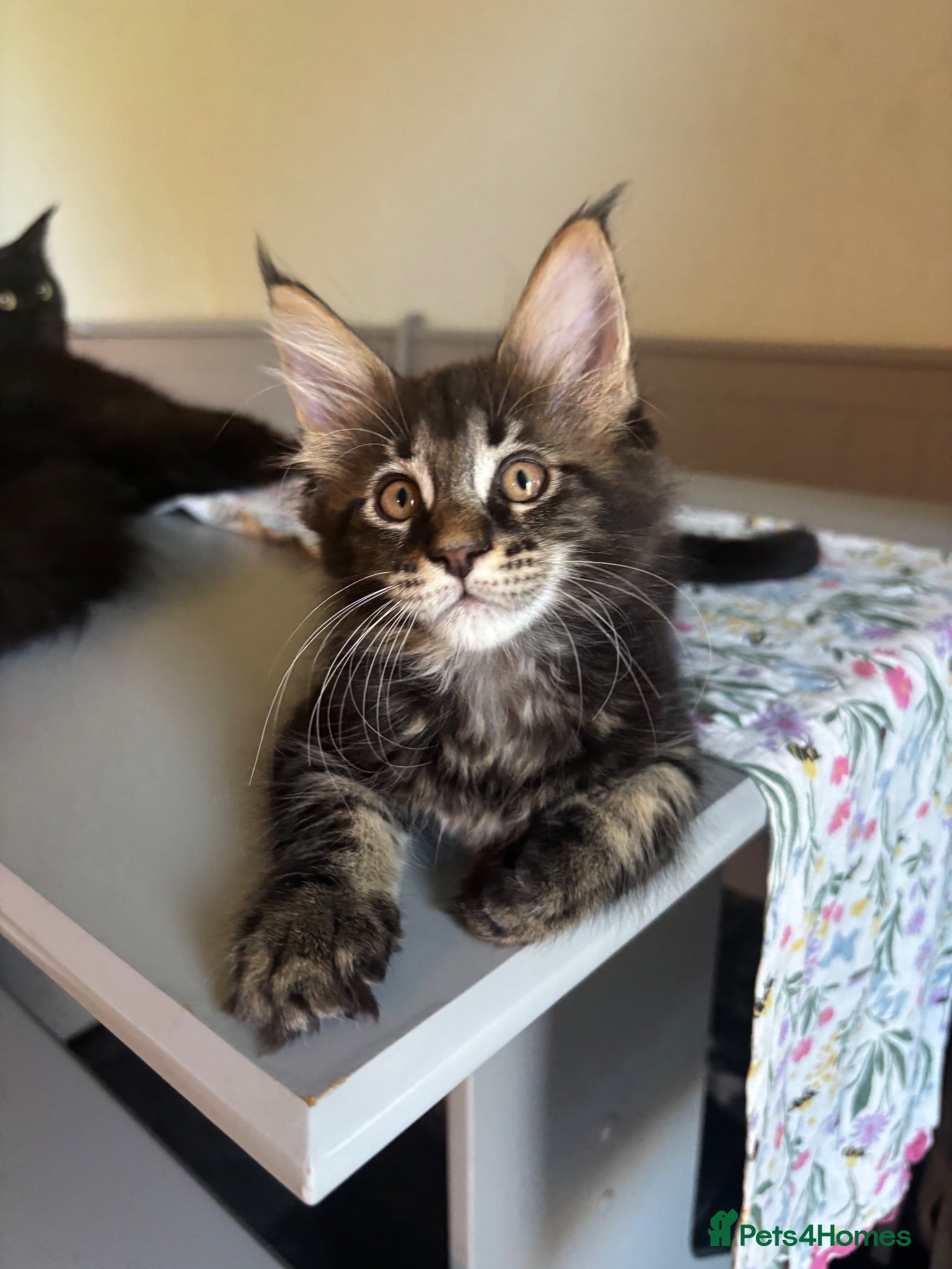 Maine Coon cats 🐾Tica Registered Stunning MaineCoon Kittens - Advert 1