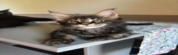 Maine Coon cats for sale: 🐾PUREBRED🐾 Registered Mainecoon Kittens - Advert 17