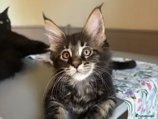 Maine Coon cats 🐾Tica Registered Stunning MaineCoon Kittens - Advert 1