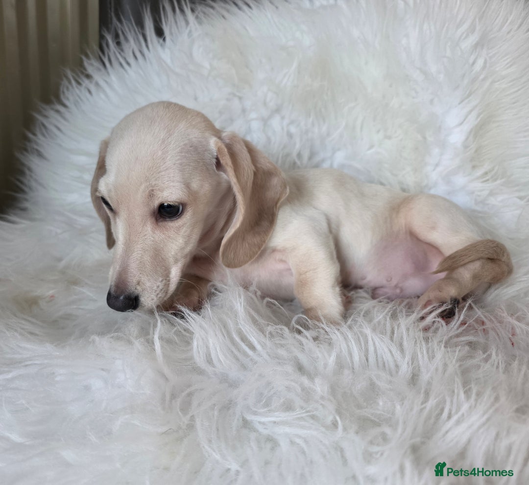 Miniature Dachshund dogs for sale: REDUCED LITTER KC REG mini Daxi  - Advert 3