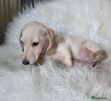 Miniature Dachshund dogs REDUCED LITTER KC REG mini Daxi - Advert 3
