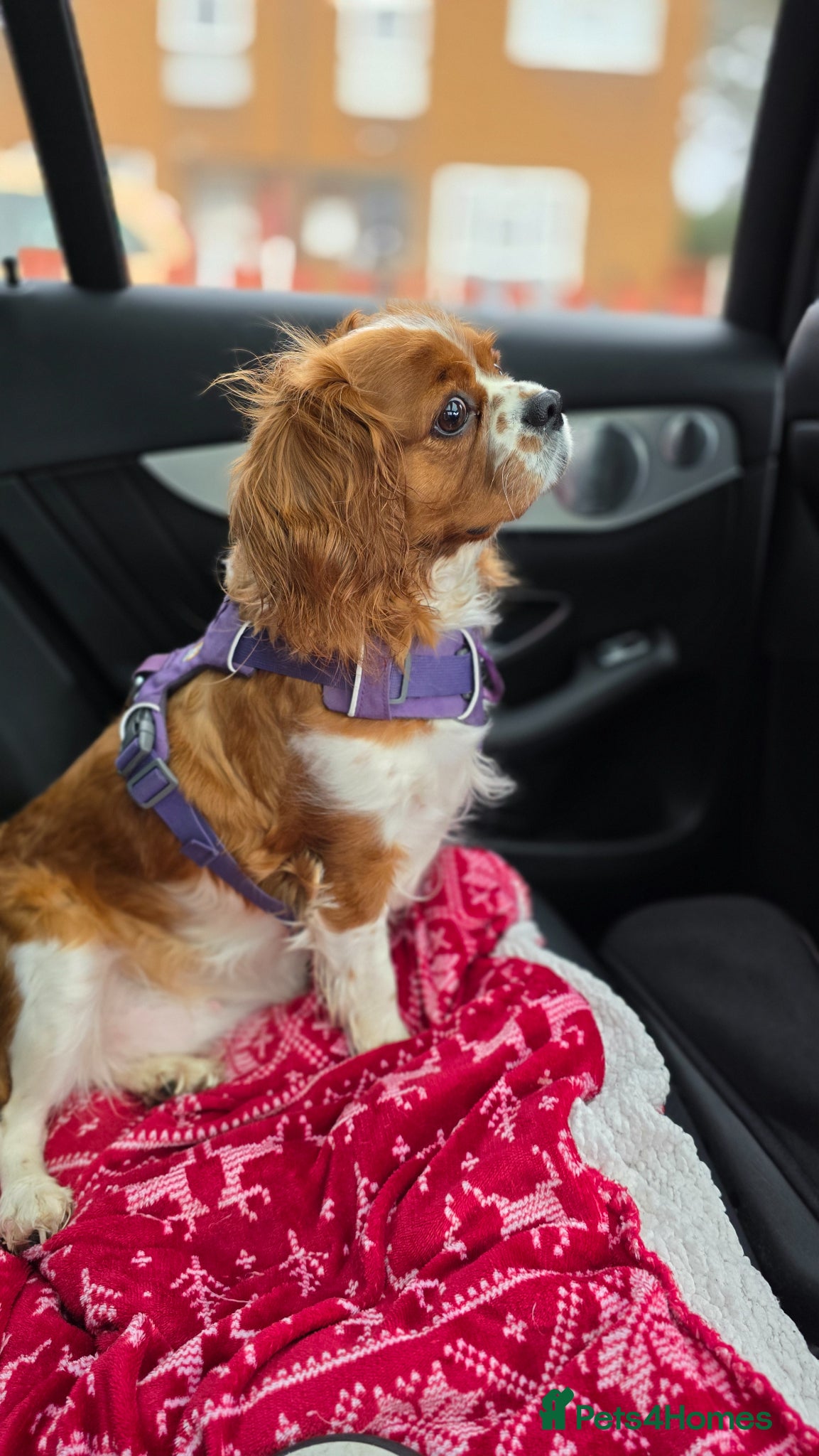 Cavalier King Charles Spaniel dogs Beautiful Cavalier King Charles Spaniel  - Advert 1
