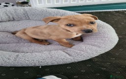 Mixed Breed dogs for sale: American bullweiler  - Image 1