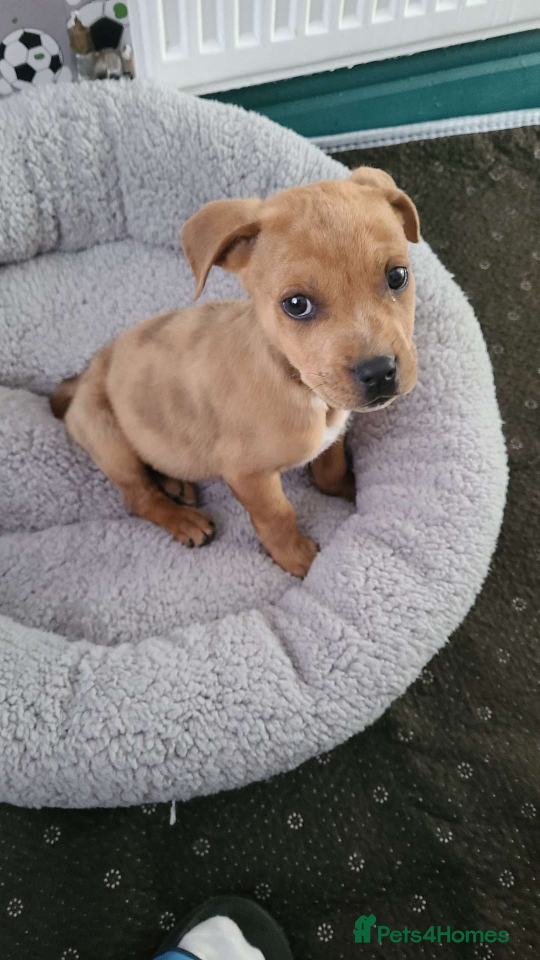 Mixed Breed dogs for sale: American bullweiler  - Image 1