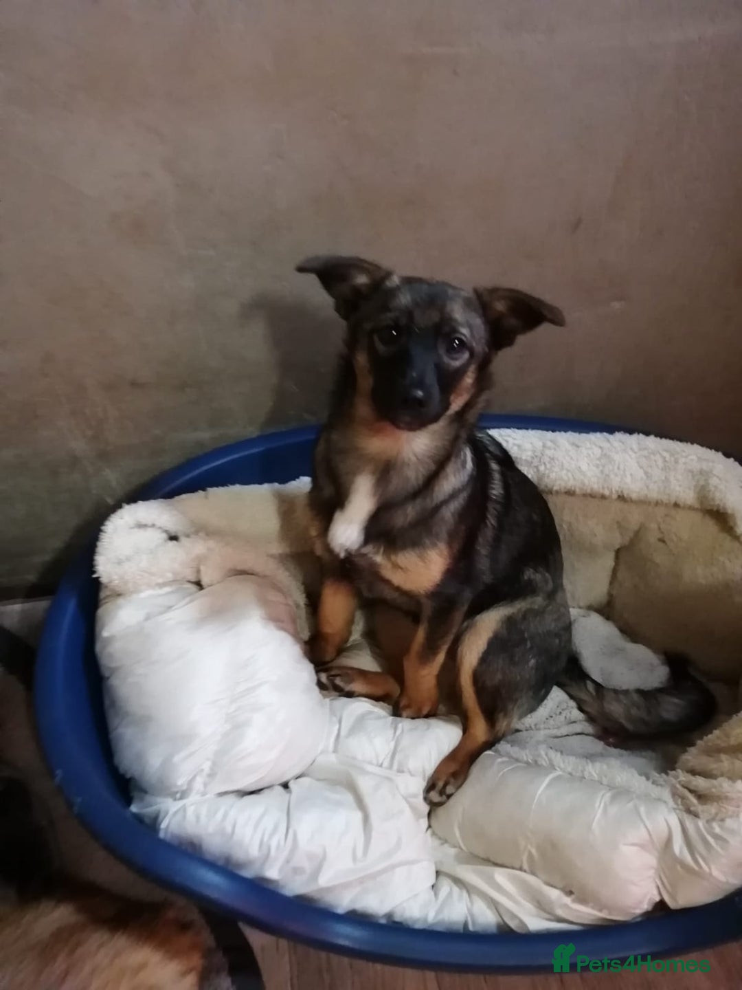 Mixed Breed dogs for adoption: ❤️NIKA & LIKA❤️ - 7 months wonderful small girls - Advert 6