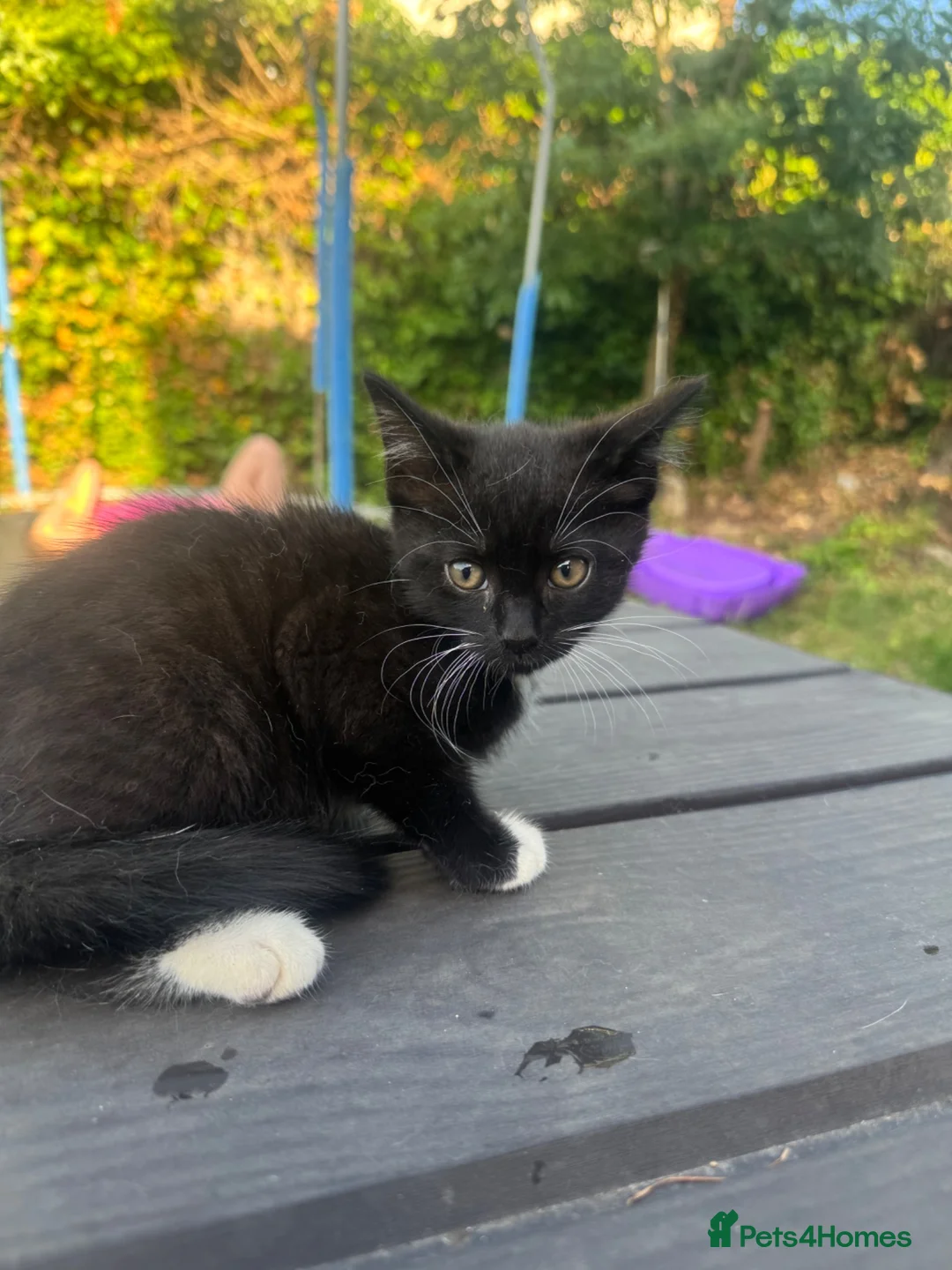Mixed Breed cats for sale:  Adorable boy kitten looking for forever home! ❤️ - Advert 1