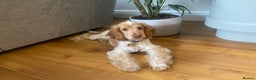 Cocker Spaniel dogs for stud: KC Reg Show Cocker Spaniel- Extensively DNA tested in Warrington - Advert 4
