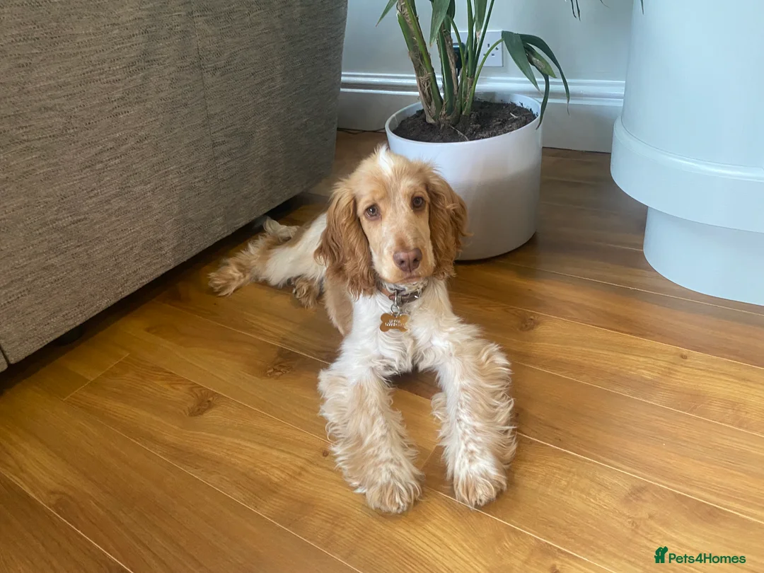 Cocker Spaniel dogs for stud: KC Reg Show Cocker Spaniel- Extensively DNA tested in Warrington - Advert 9