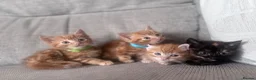 Domestic Shorthair cats for sale: Beautiful kittens  - Advert 7