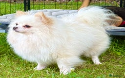 Pomeranian dogs for adoption: Alica – The Tiny Soul Who Survived the Unthinkable - Image 7