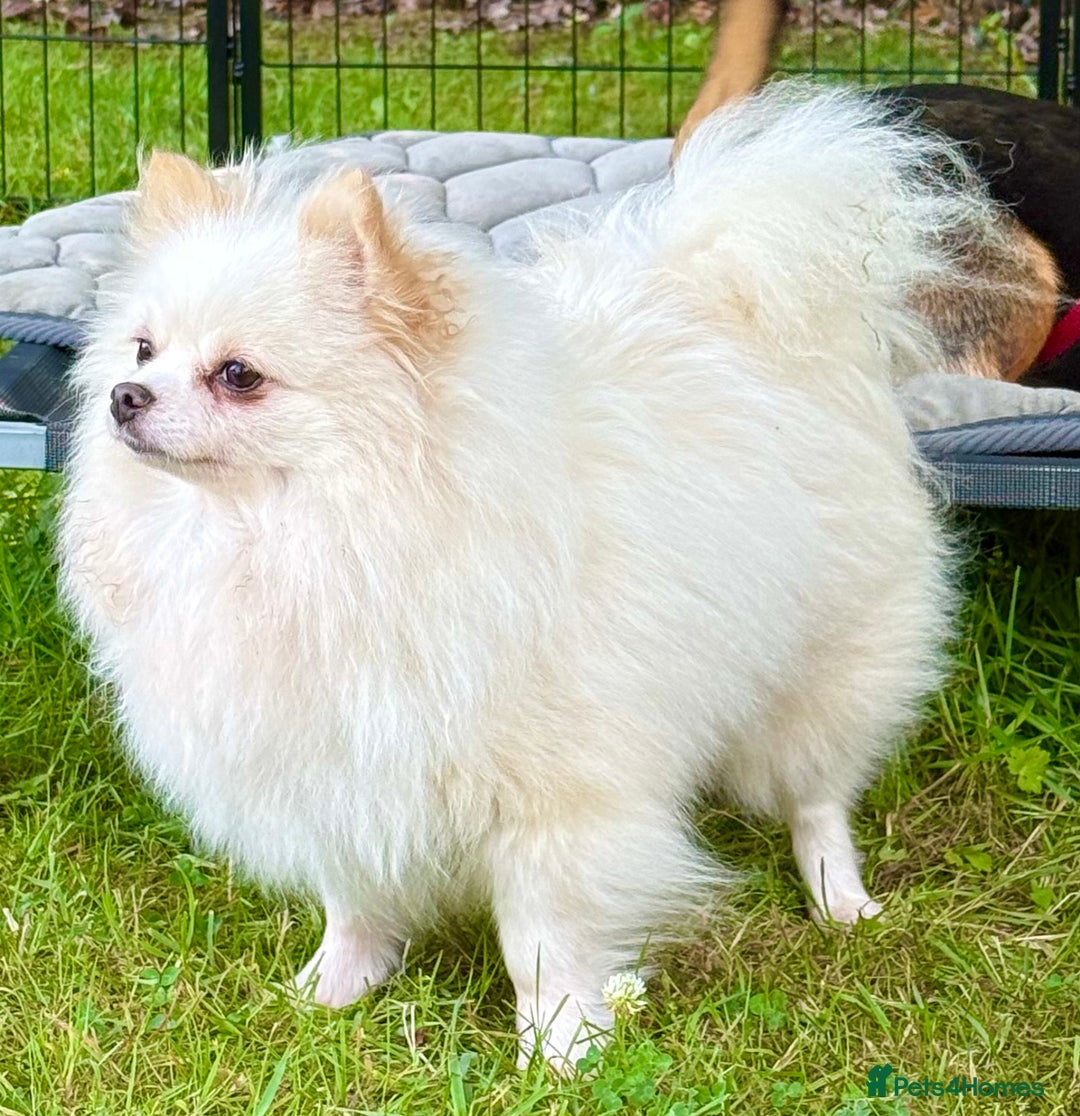 Pomeranian dogs for adoption: Alica – The Tiny Soul Who Survived the Unthinkable - Image 7
