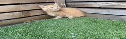 Mixed Breed cats for sale: 5 beautiful kittens - ready to leave now  - Advert 13