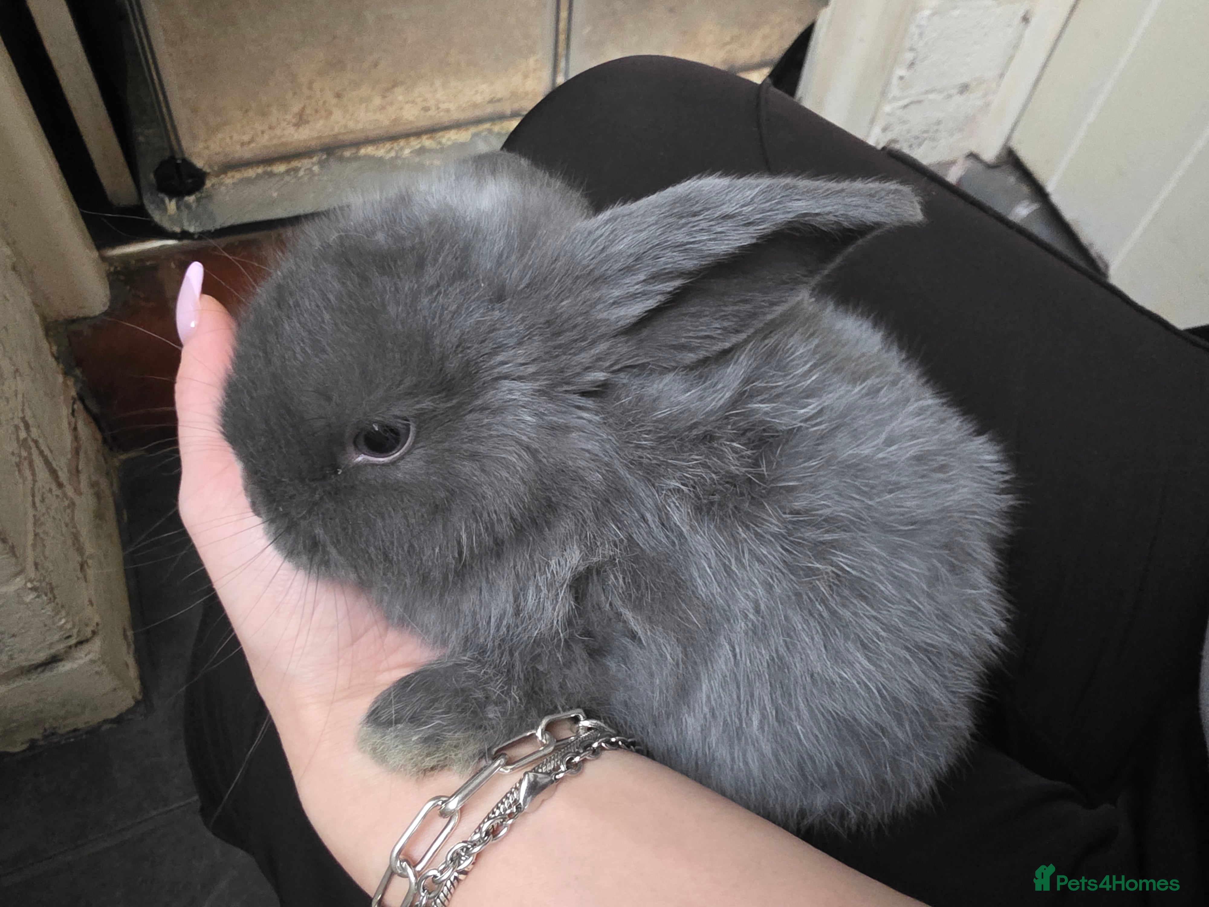 Mini Lop rabbits Mini loop  - Advert 1