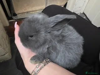 Mini Lop rabbits Mini loop - Advert 1