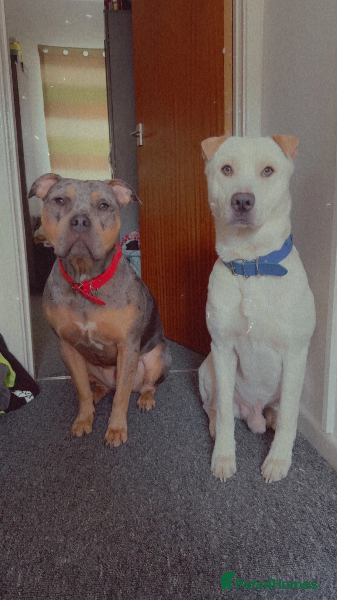 Mixed Breed dogs for sale: Bully type dog in Mountain Ash - Advert 4