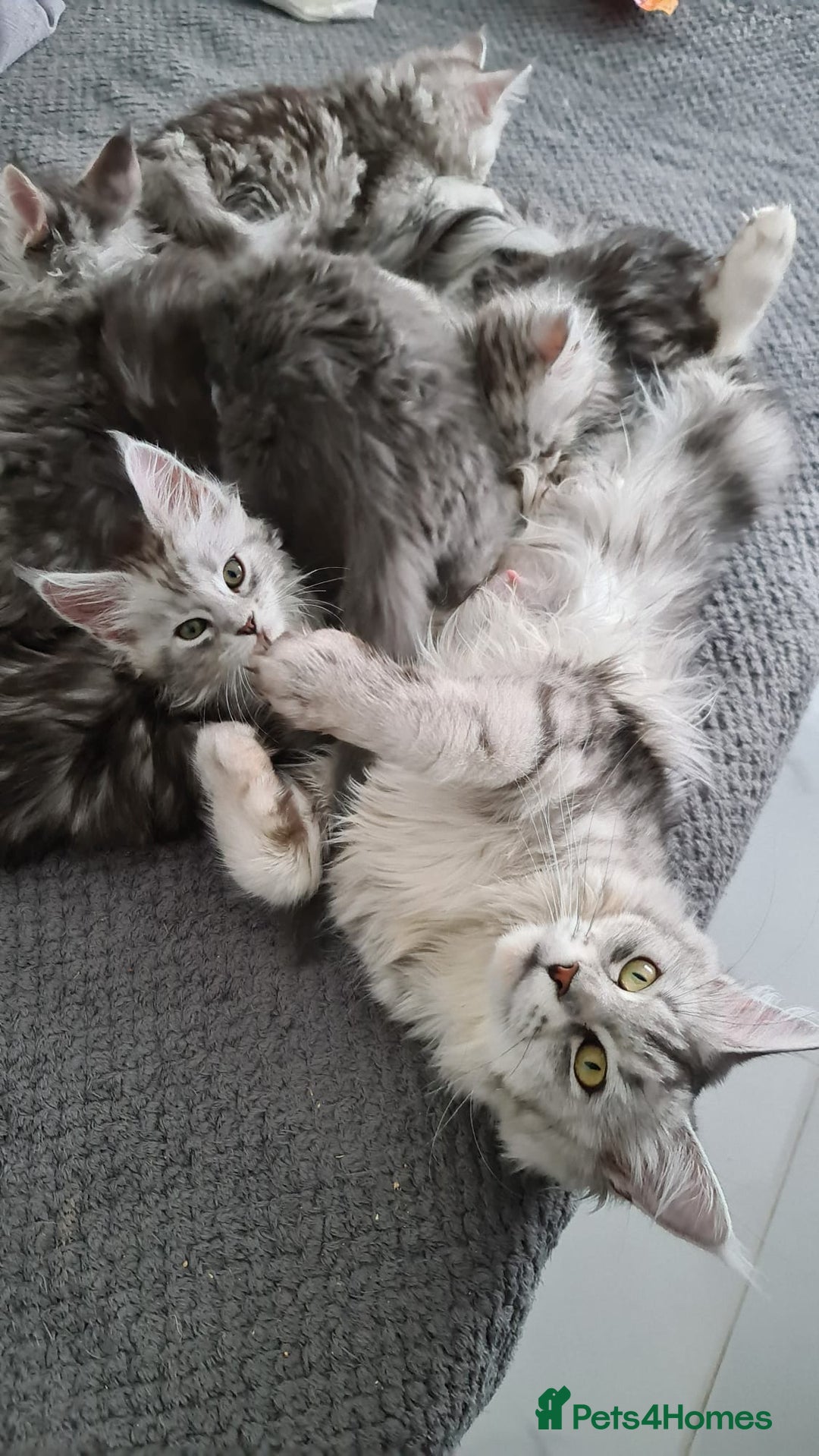 Maine Coon cats for sale: 8 STUNNING PEDIGREE TICA REG MAINE COON KITTENS - Advert 2