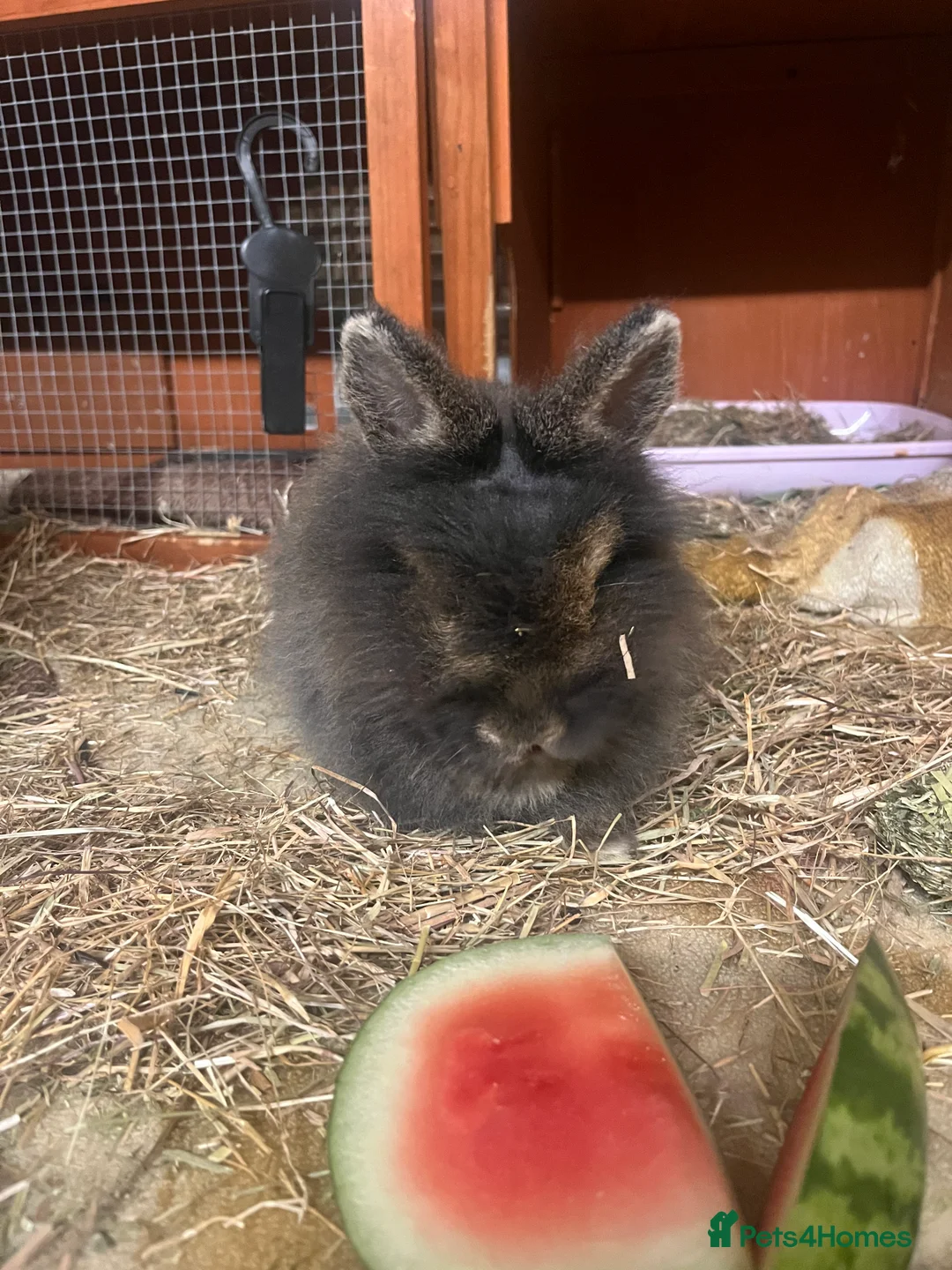 Lionhead rabbits for sale: friendly bunny to rehome for free + hutch  in Banbury - Advert 1