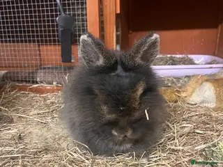 Lionhead rabbits friendly bunny to rehome for free + hutch in Banbury - Advert 1
