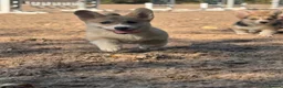 Welsh Corgi Pembroke dogs for sale: PERFECT PEMBROKE PUPPIES - Advert 3
