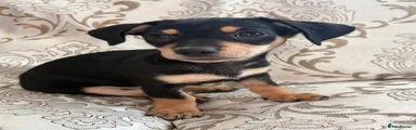 Dachshund 1