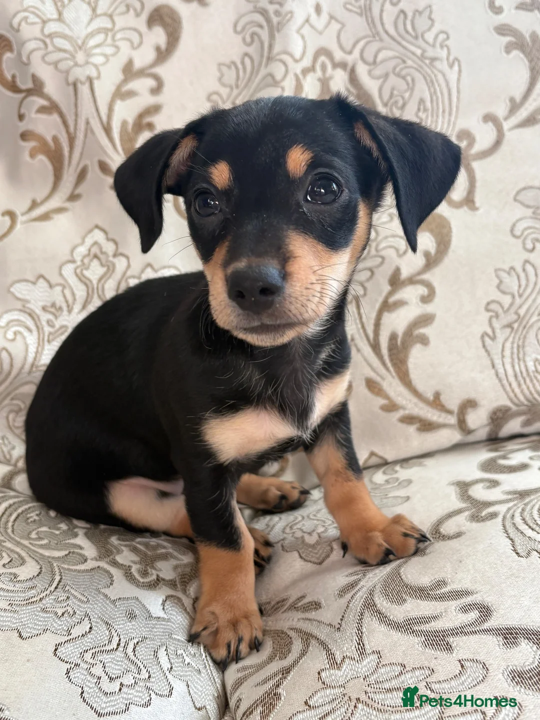 Dachshund dogs for sale: Female puppy ready to go  - Advert 2