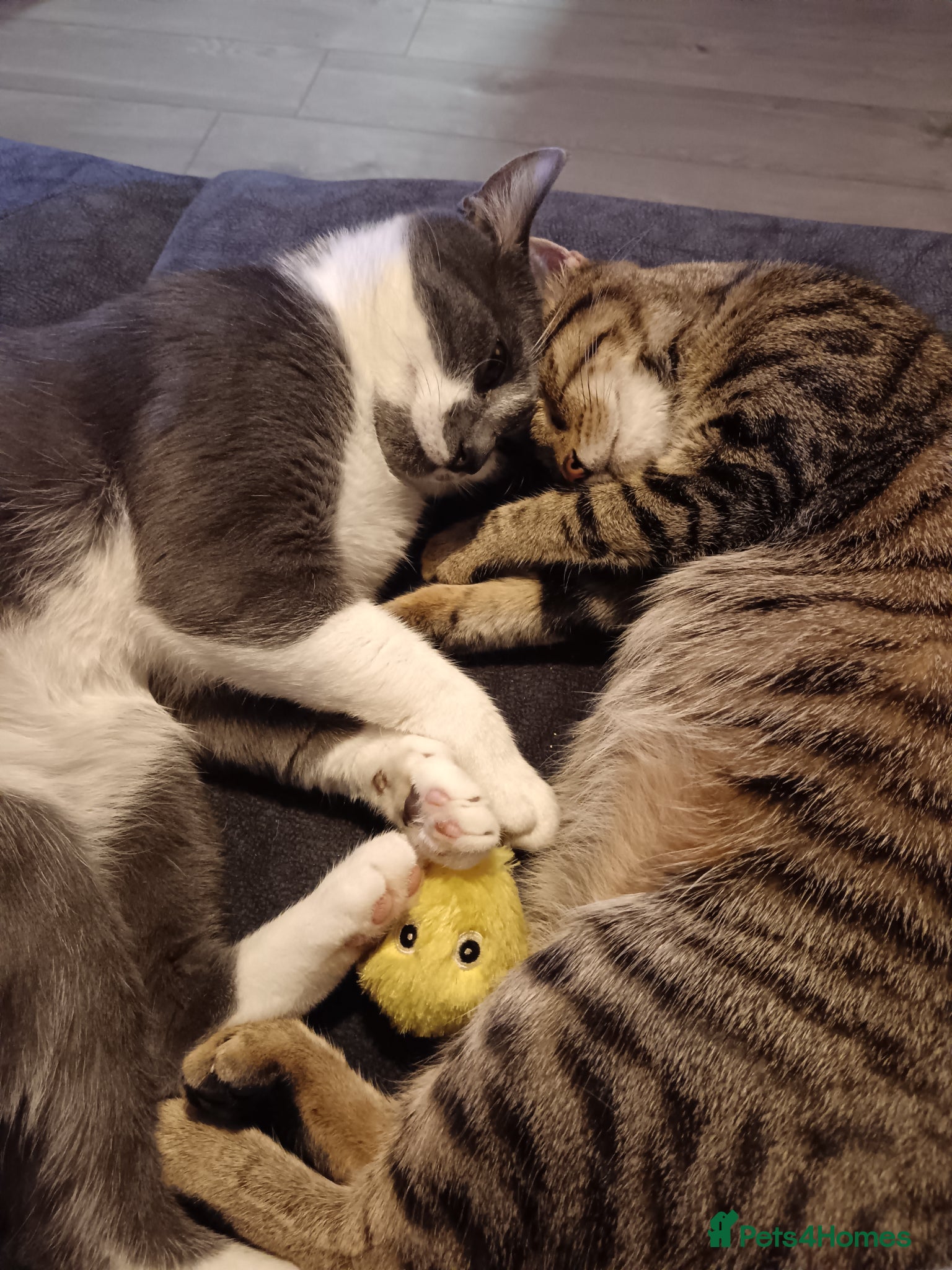 Mixed Breed cats for sale: Kittens  in Newport - Advert 1