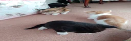 Mixed Breed cats for sale: Kittens from loving country cottage home - Advert 11