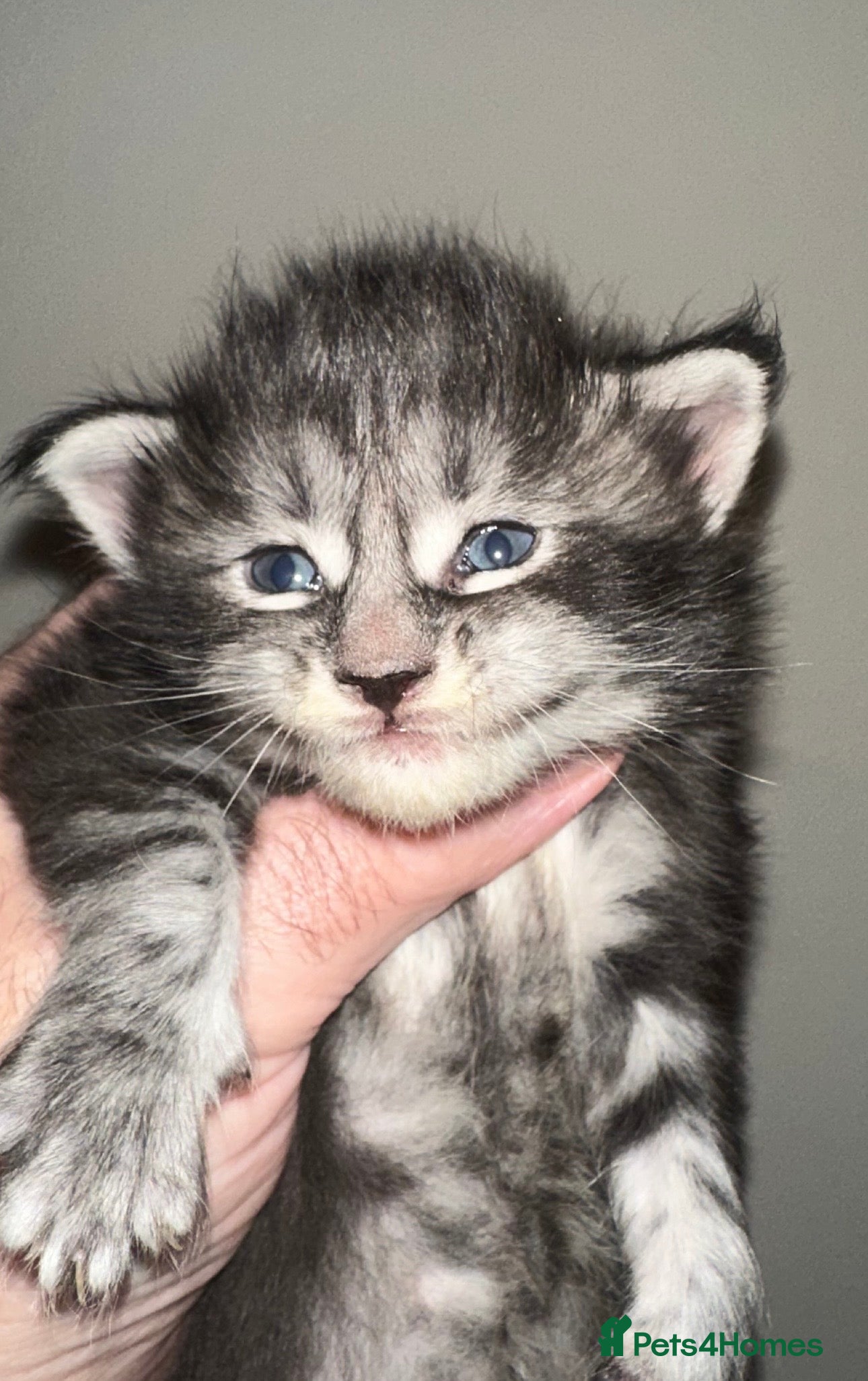 Maine Coon cats Tica Registered  Maine Coons  - Advert 15