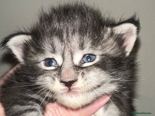 Maine Coon cats Tica Registered Maine Coons - Advert 15