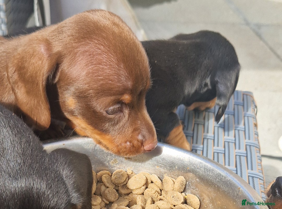 Miniature Dachshund dogs for sale: Chocolate & Red Mini Daxies - Image 26