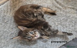 Maine Coon cats for sale: Maine Coon Kittens Tortie/Torbie Russian lines - Image 2