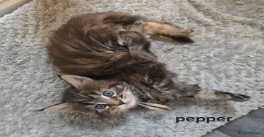 Maine Coon cats - Advert 13