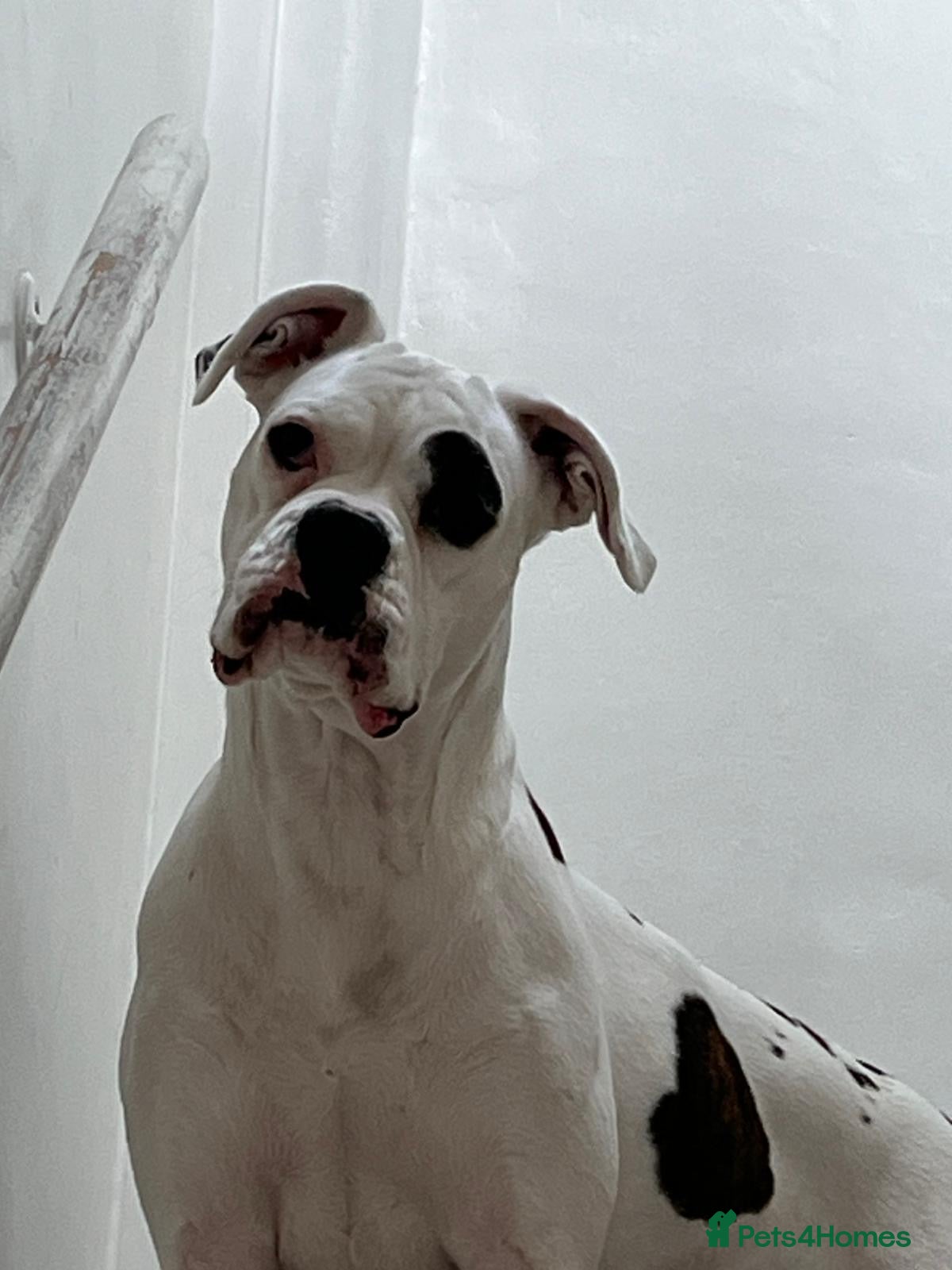 Boxer dogs Boxer pups for sale  - Advert 2