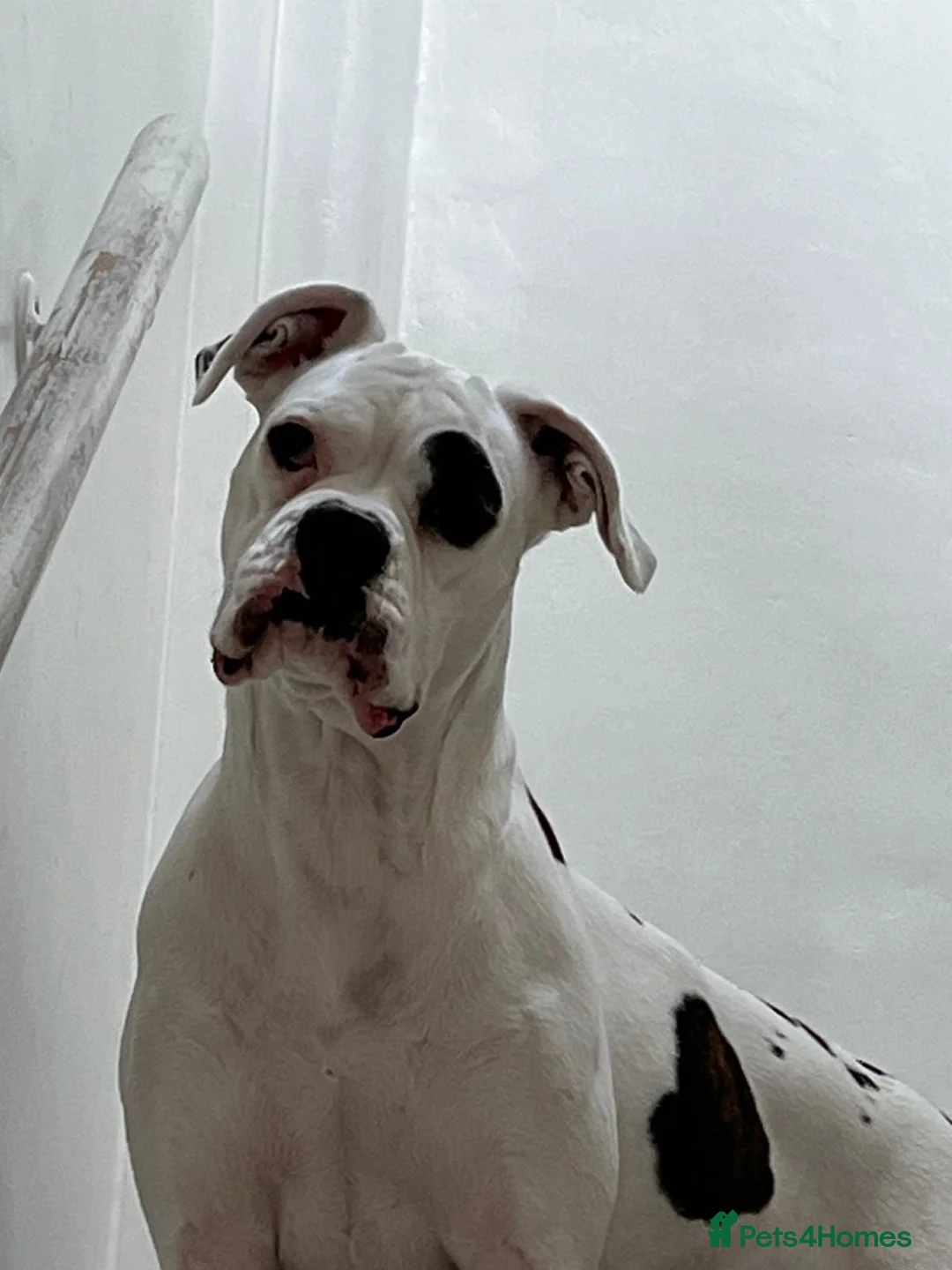 Boxer dogs for sale: Boxer pups for sale  in London - Advert 1