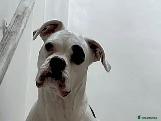 Boxer dogs Boxer pups for sale - Advert 8