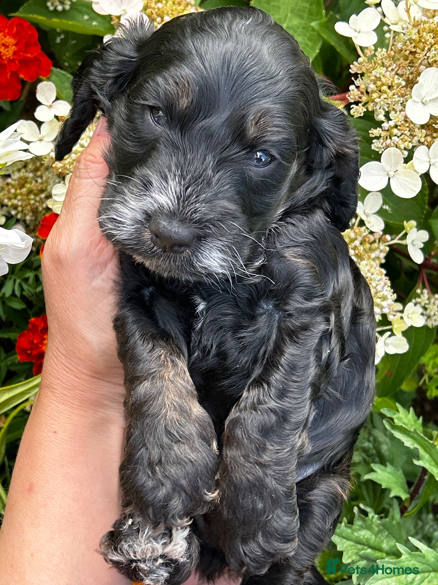 Cockapoo dogs F1 Cockapoo Tricolour Boys for Sale - Advert 2