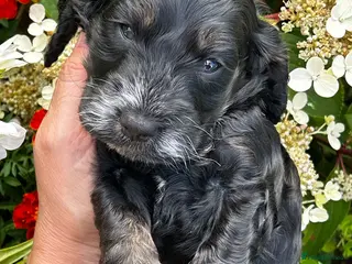 Cockapoo dogs F1 Cockapoo Tricolour Boys for Sale - Advert 2