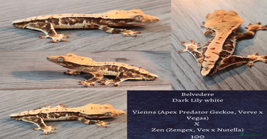 Gecko reptiles - Advert 13