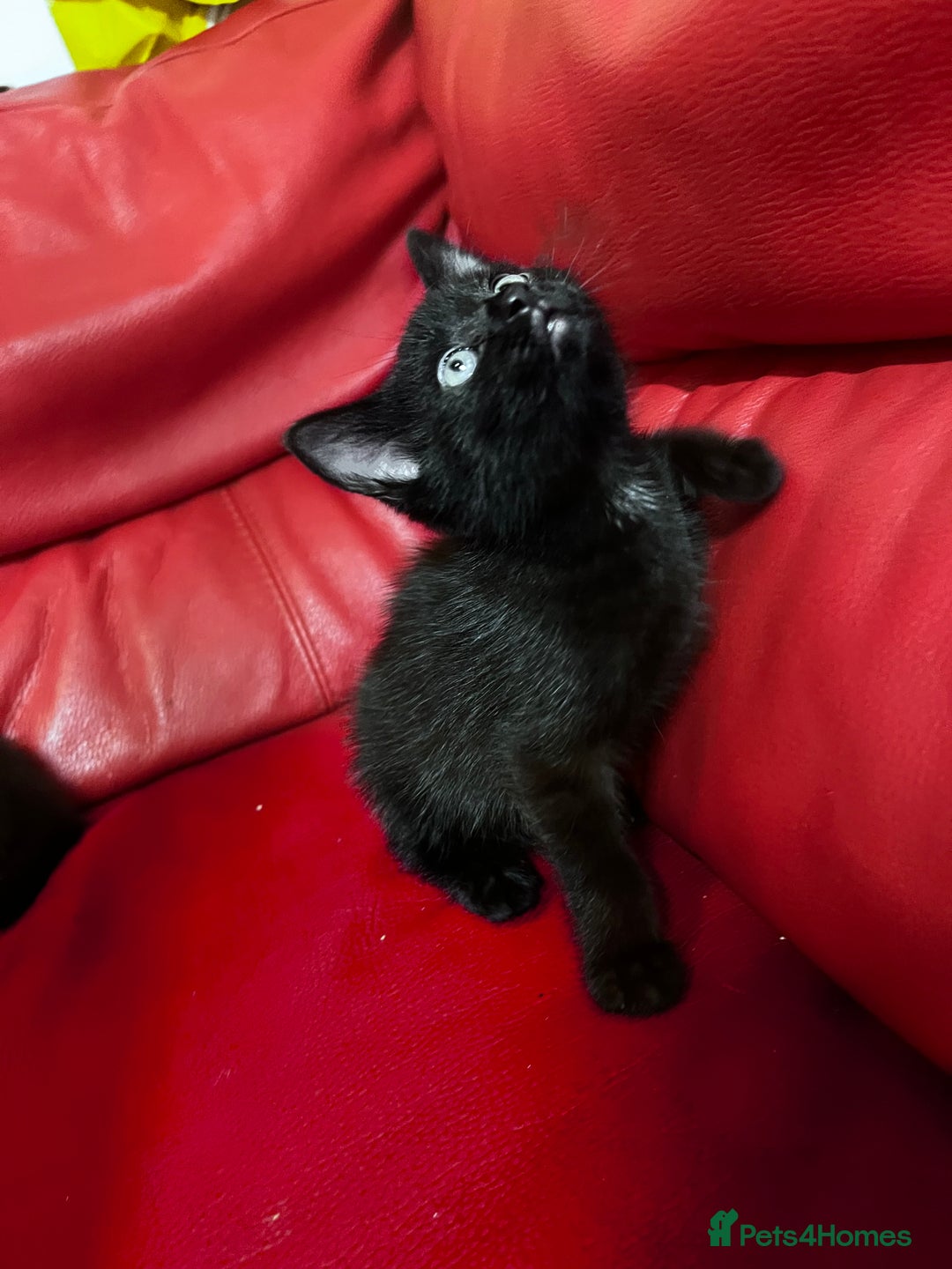 British Shorthair cats for sale: Little and cute kittens ready to go to new home - Image 11