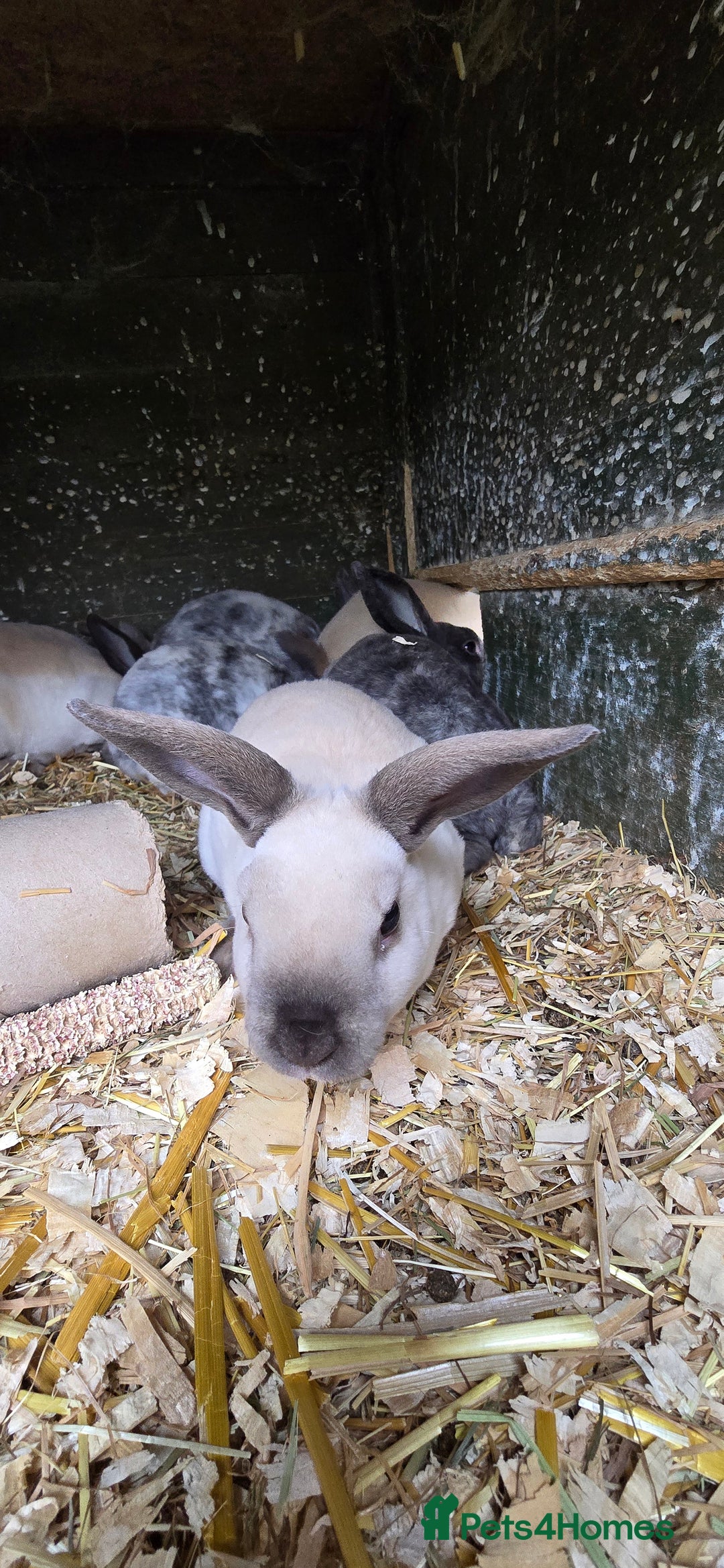 Rex rabbits for sale: 6 Mini rex 7 weeks old - Image 6