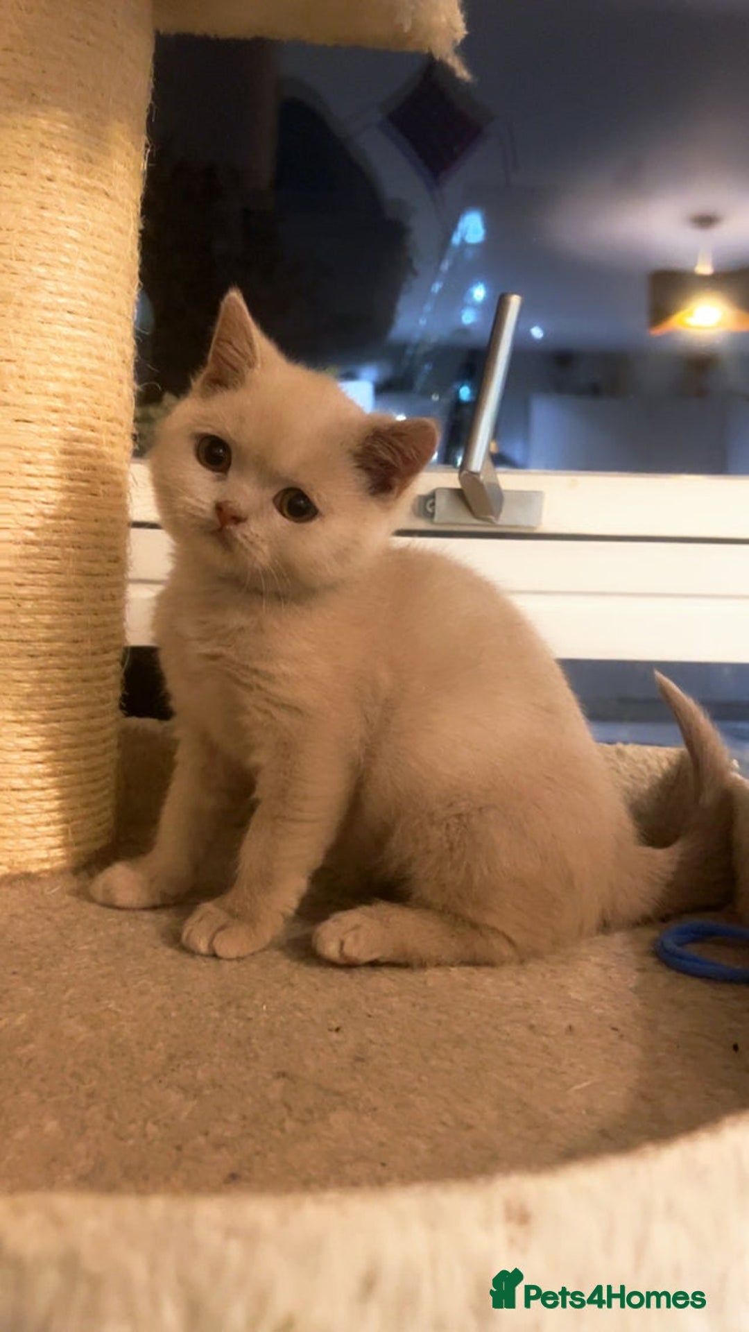 British Shorthair cats for sale: RARE Fawn British Shorthair Kitten £1000 - Advert 4