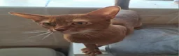 Abyssinian cats for sale: Abyssinian boy looking for a new home - Advert 5