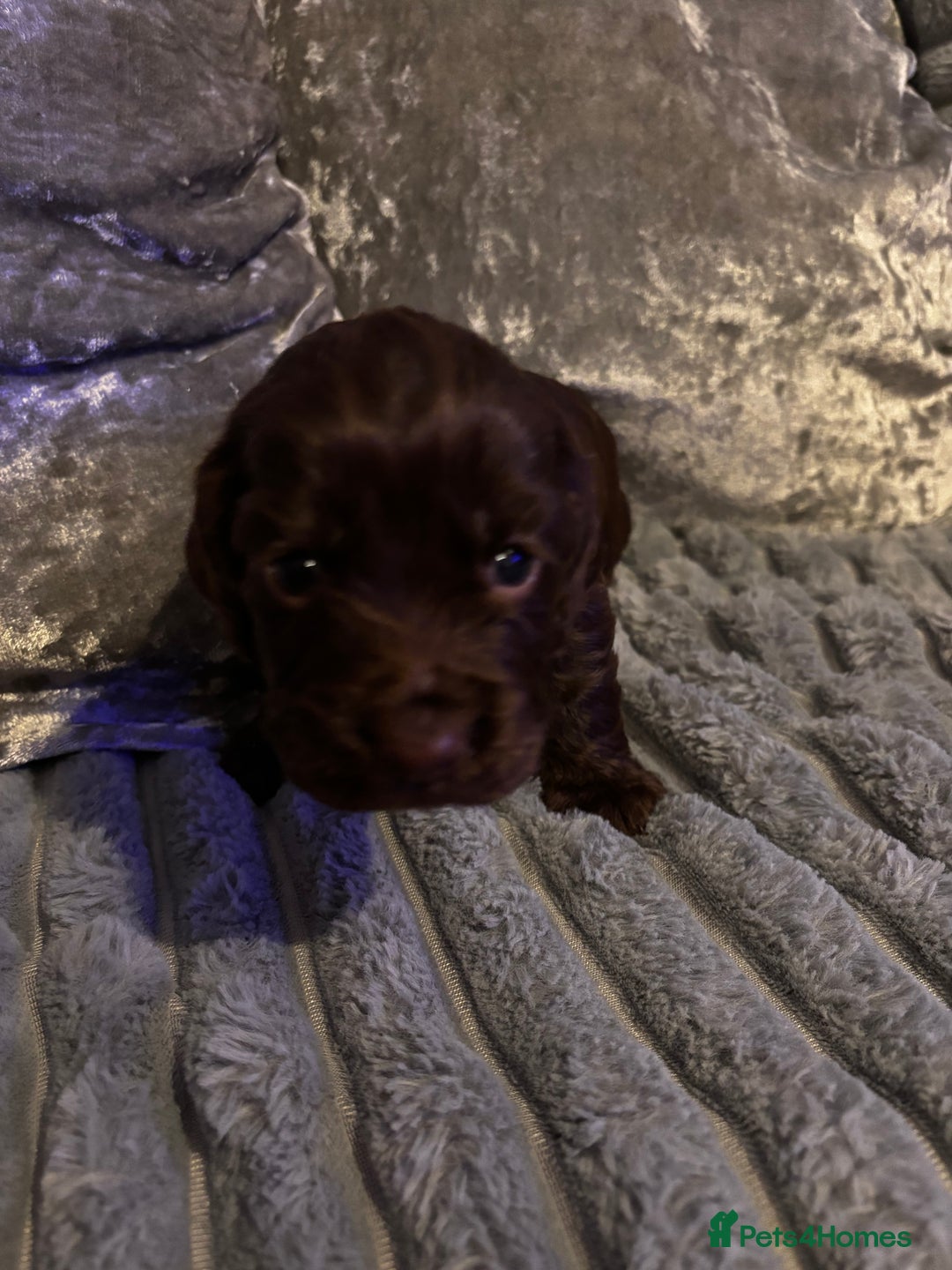 Cocker Spaniel dogs for sale: 8 beautiful cocker Spaniel puppies  - Advert 5
