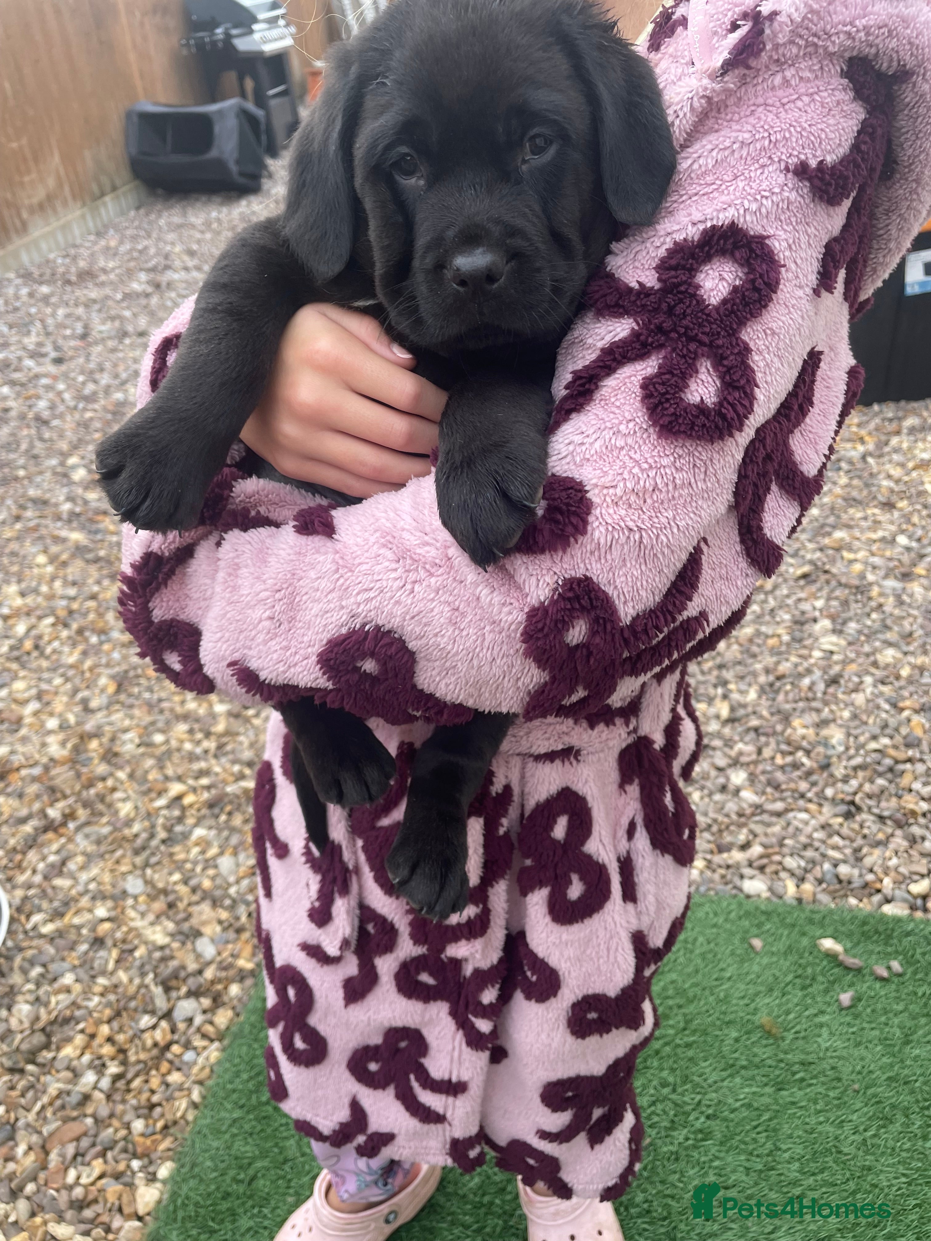 Labrador Retriever dogs Kc reg Labrador puppy’s for sale Solihull  - Advert 2