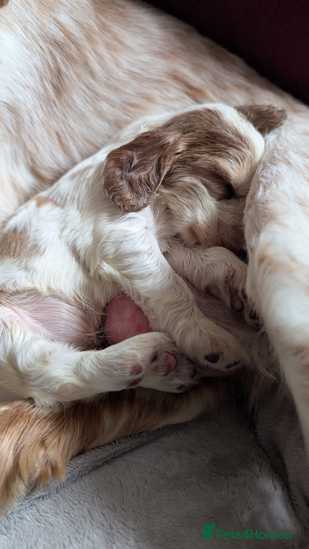 Cocker Spaniel dogs for sale: Show Type cocker spaniel puppies for sale - Image 4