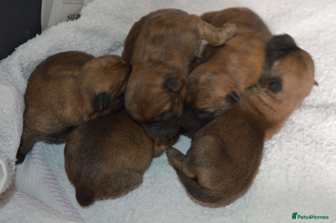 Cairn Terrier dogs for sale: GORGEOUS CAIRN TERRIER PUPPYS - Image 5